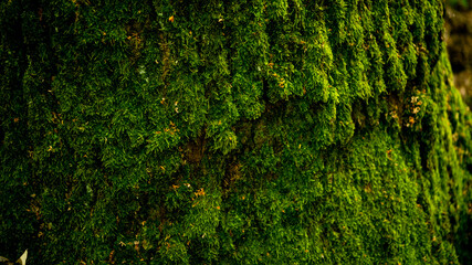 Close-up of vibrant green moss covering tree bark in a forest, symbolizing nature's resilience and sustainability