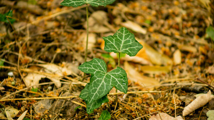 Close-up of an ivy plant growing among fallen leaves on a forest floor, symbolizing concepts of growth and nature conservation