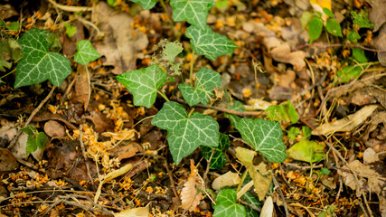 A close-up of vibrant ivy leaves growing amidst fallen autumn foliage, illustrating regrowth and natural cycles