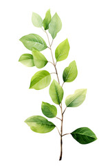Obraz premium Fresh twig with green leaves, tree branch, watercolor clipart