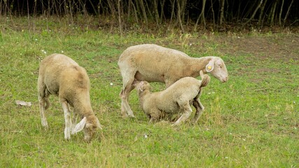 Sheep grazing in a green pasture with a lamb nursing, illustrating concepts of farm life and rural agriculture