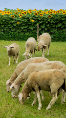 Obraz premium Sheep grazing peacefully in a green meadow next to vibrant sunflower field, representing rural tranquility and sustainable farming
