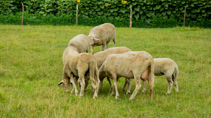 A small flock of sheep graze peacefully in a lush green meadow with sunflowers in the background, symbolizing pastoral serenity