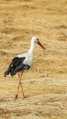 A white stork walking through a golden field of dry grass during spring migration, symbolizing new beginnings and fertility