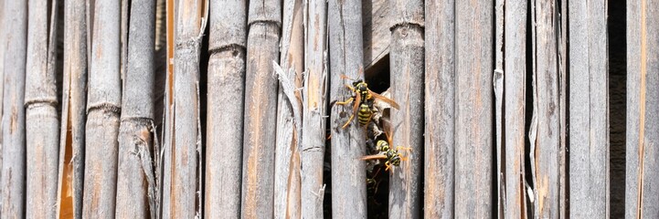Yellowjackets constructing a nest within the gaps of a wooden fence, illustrating the problem of...