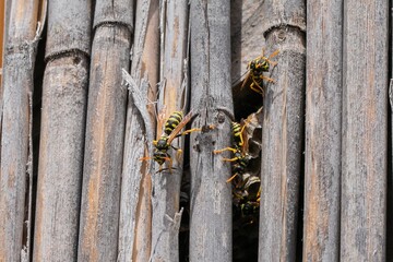 Close-up of a yellow jacket wasp nest built between wooden bamboo poles, illustrating the problem...