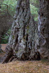Olive grove on the island of Thassos in Greece. Large trees bear olives.