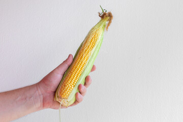 Fototapeta premium A person holding a fresh ear of corn, symbolizing harvest season and sustainable farming practices