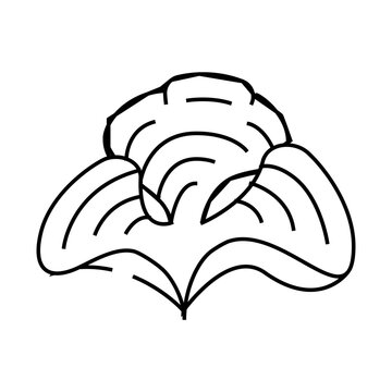padina seaweed line icon vector. padina seaweed sign. isolated contour symbol black illustration