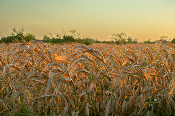 Dry cornfield during sunset with yellowing plants highlights the impact of drought on agriculture and farming sustainability