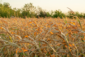 Sunlit dry cornfield highlighting agricultural challenges and climate change impacts during the autumn harvest season