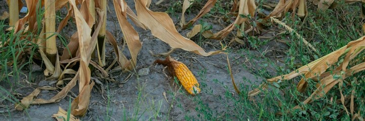 A lone, drying corn lies amidst withered plants, symbolizing the urgent issue of agricultural drought affecting crop yield