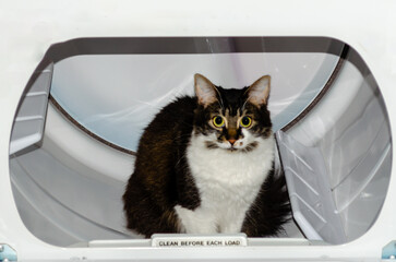 Housecat sitting inside an empty cloyhes dryer