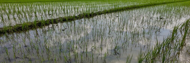 A serene view of young rice plants in a flooded paddy field, symbolizing agricultural sustainability and Asian farming traditions