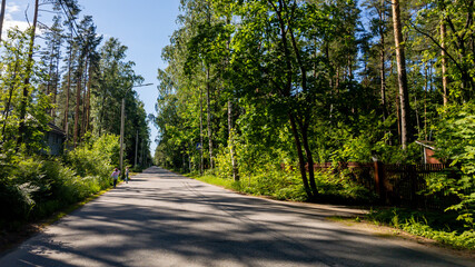 A serene rural road lined with lush green trees on a sunny day, perfect for summer and eco-friendliness concepts