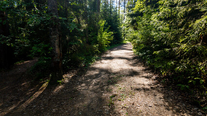 Obraz premium A peaceful forest path bathed in sunlight, ideal for mindfulness walks and nature photography