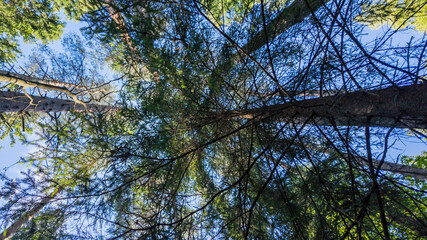 Looking up a dense forest canopy, with sunlight filtering through pine branches, perfect for Earth Day or environmental concepts