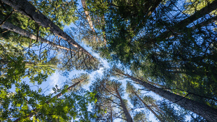 Tranquil forest canopy view with towering trees and blue sky, perfect for nature conservation and Earth Day concepts