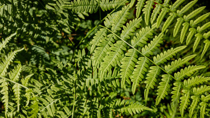 Close-up of lush green ferns in a forest, symbolizing nature and Earth Day environmental awareness