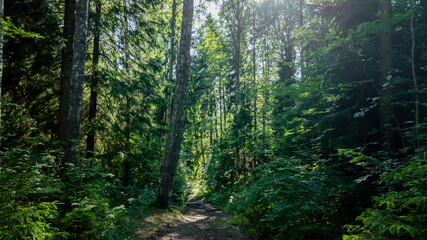 Fototapeta premium Sunlight filtering through dense forest trees along a serene trail, ideal for hiking and nature exploration