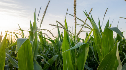 Sunset over a cornfield, showcasing agricultural abundance and growth, highlighting themes of...