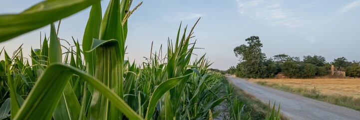Fototapeta premium Rural road alongside a thriving cornfield under a clear sky, symbolizing the essence of agricultural life and sustainability