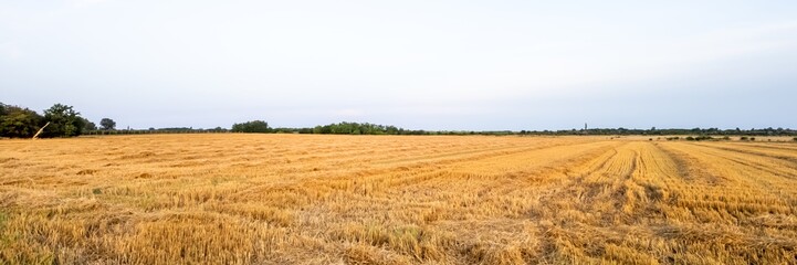 A vast, freshly-harvested wheat field stretches under a clear sky, symbolizing agricultural abundance and the autumn harvest season