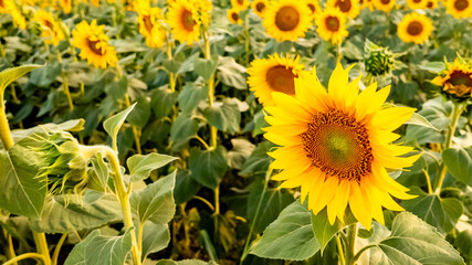 Obraz premium A vibrant sunflower field in full bloom, symbolizing summer and agriculture sustainability