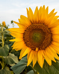 Obraz premium Close-up of a vibrant sunflower blooming under the summer sun, symbolizing warmth and positivity in a natural setting