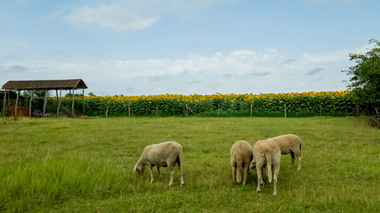 Sheep grazing peacefully in a lush green meadow with a backdrop of vibrant sunflowers, symbolizing rural tranquility and sustainable farming