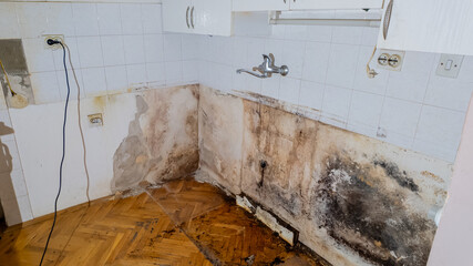 Mold infestation in a neglected kitchen highlighting severe water damage and poor home maintenance...