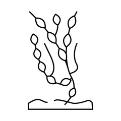 ascophyllum knotty seaweed line icon vector. ascophyllum knotty seaweed sign. isolated contour symbol black illustration