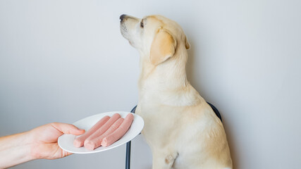 Labrador retriever refusing sausages on a plate, concept of picky eating in pets