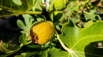 Close-up of a ripe fig on a tree branch, symbolizing summer harvest season and healthy organic farming