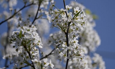 branch of a tree in spring