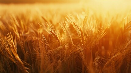 Golden wheat fields bathed in the warm glow of sunset, embodying the tranquility and abundance of rural life.