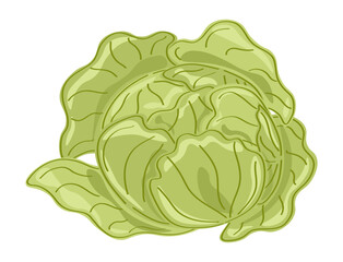 Hand drawn cabbage on white background. Vector botanical illustration of vegetable
