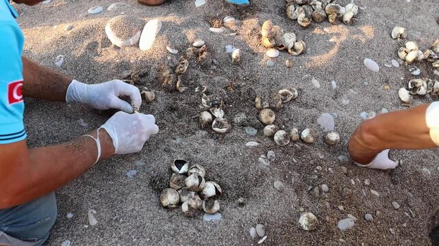 Volunteers help baby turtles hatch from eggs