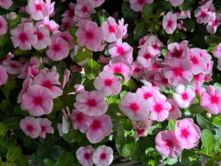 Periwinkle Vinca  Catharanthus roseus pink flowers