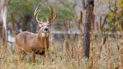 Majestic White-Tailed Deer Buck Standing in Autumn Forest Wilderness