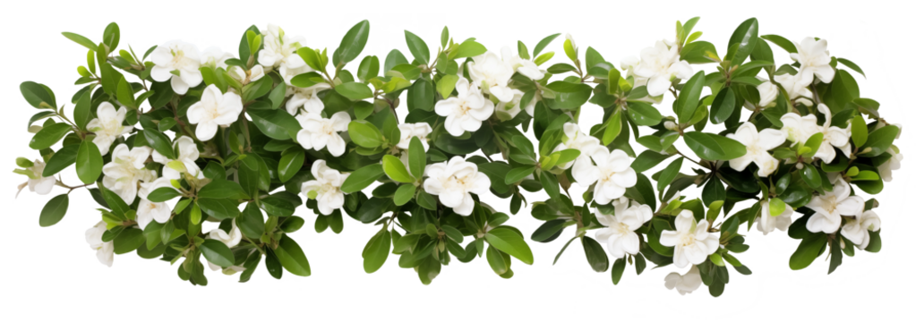 Dog-rose Blooming Bush. Landscape Design Plan Template. Top Plan View. Ai Generative	