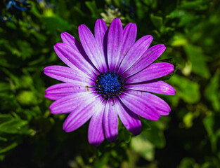 Obraz premium purple flower in the garden