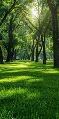 Fototapeta premium Lush green park with tall trees and vibrant lawn in sunlight