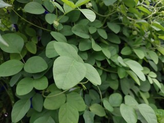 green leaves background Vibrant Green Leaves Texture Close up of a bunch of green clover