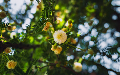 flowers of a tree