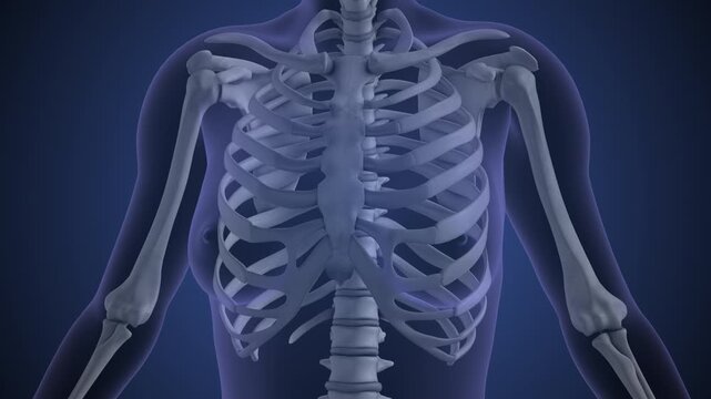 Medical concept of the human rib pain
