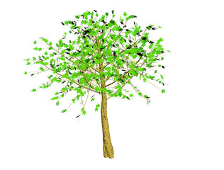 green tree isolated on white