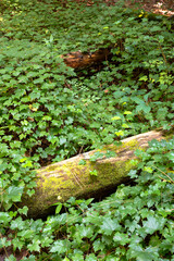 Dead Logs in the forest