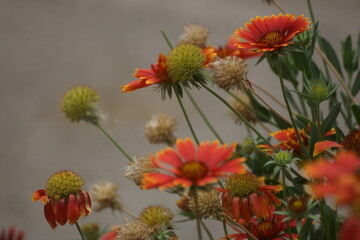 red and yellow flowers
