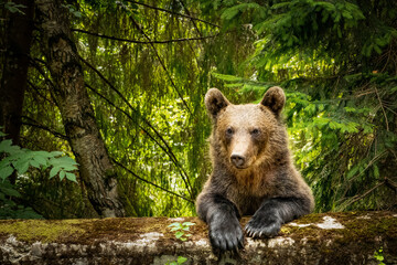Fototapeta premium brown bear in the forest near to the road